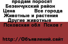 продам поросят .Безенчукский район  › Цена ­ 2 500 - Все города Животные и растения » Другие животные   . Псковская обл.,Псков г.